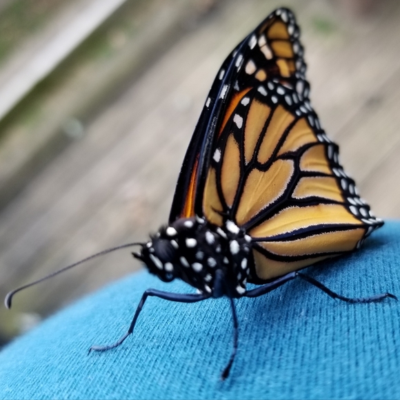 PLSreadBEFOREbuying! - Picture 11 of 16